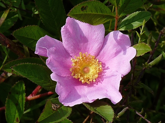 {Rosa palustris}
